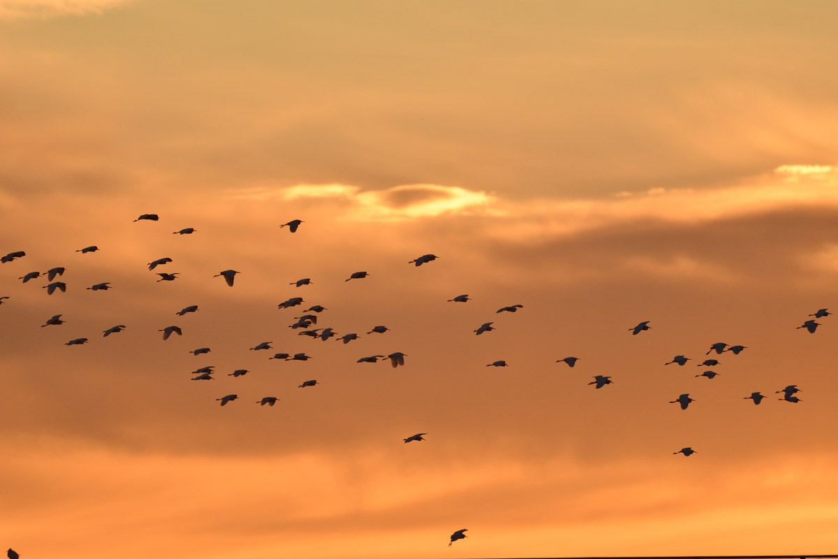 DSC_6409