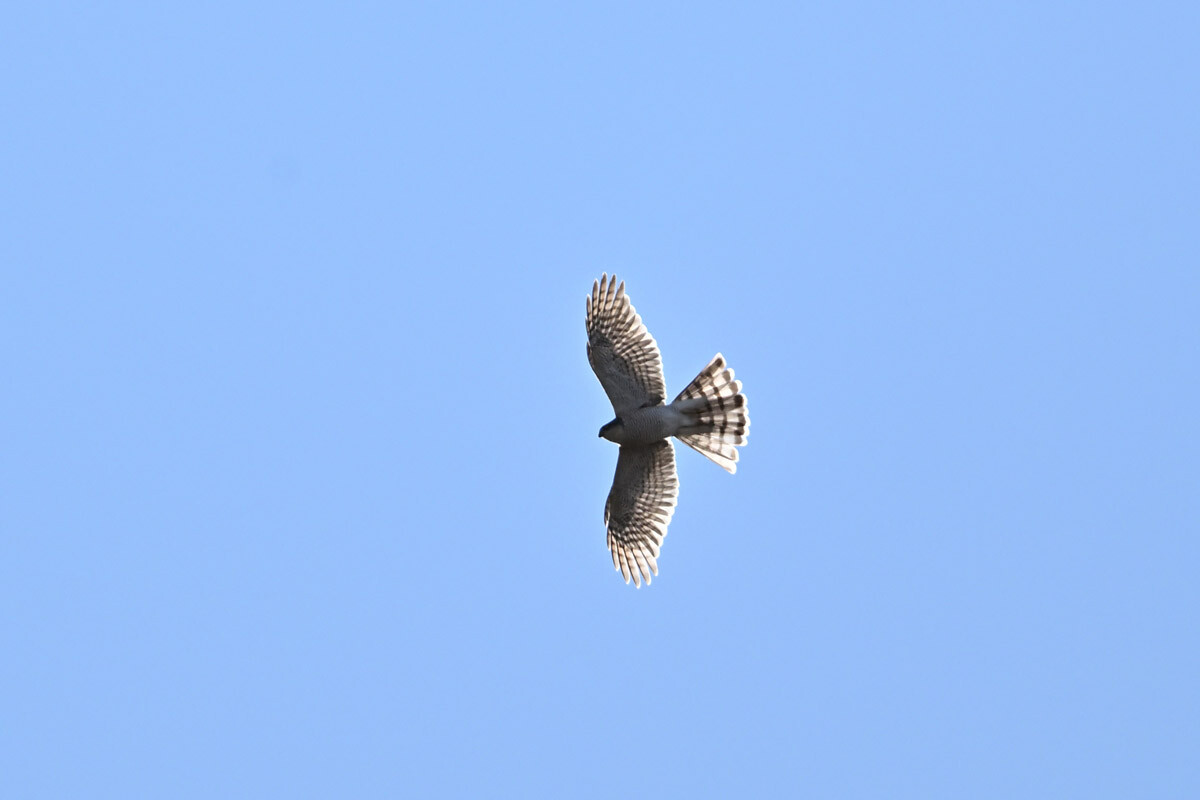 DSC_4106