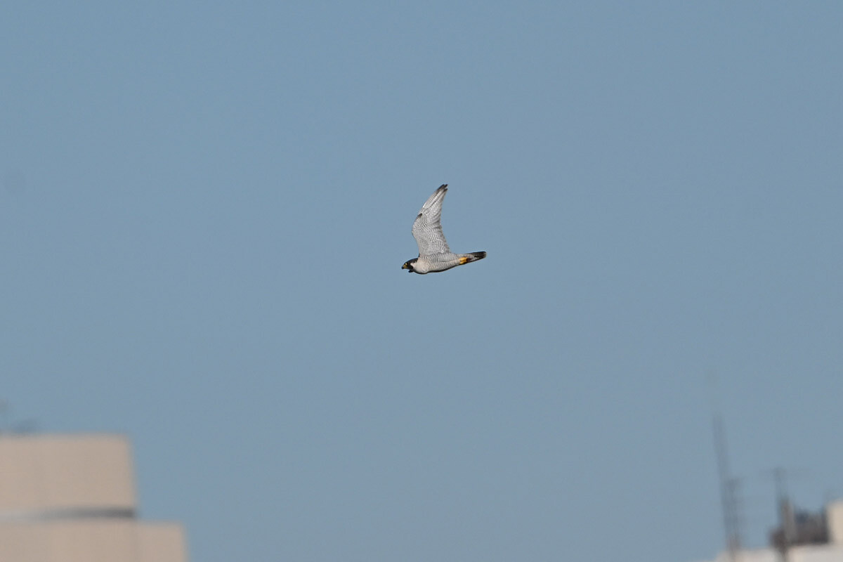 DSC_0601