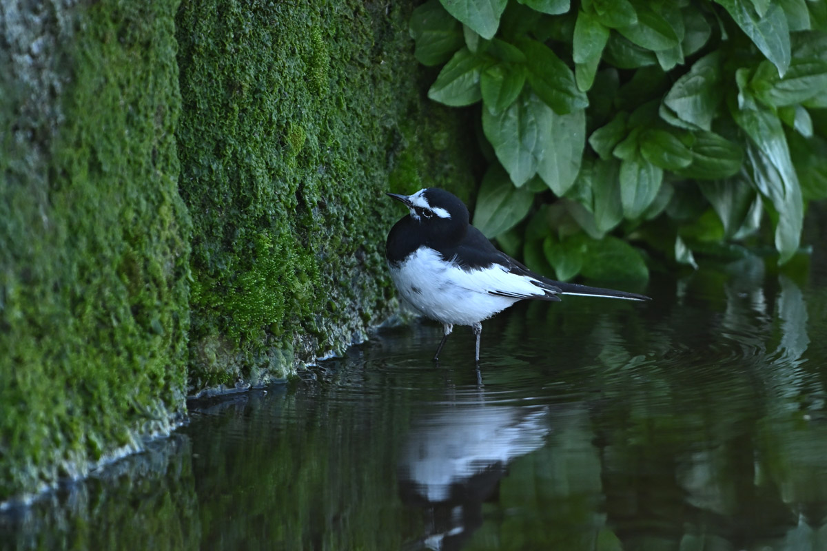 DSC_4344