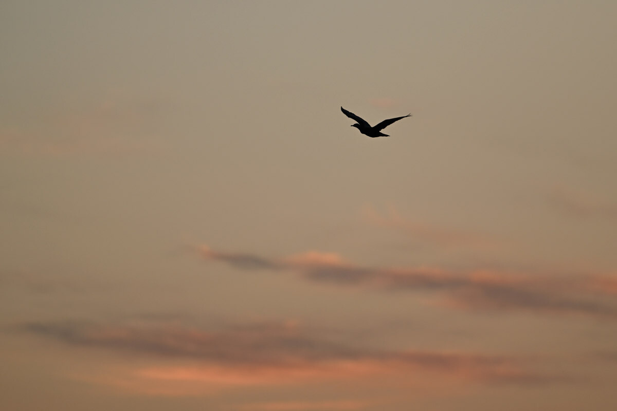 DSC_3551