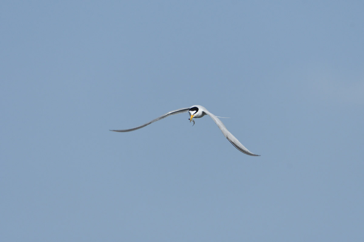 DSC_2046