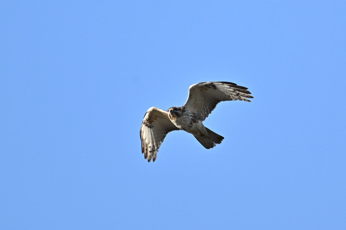 DSC_4457