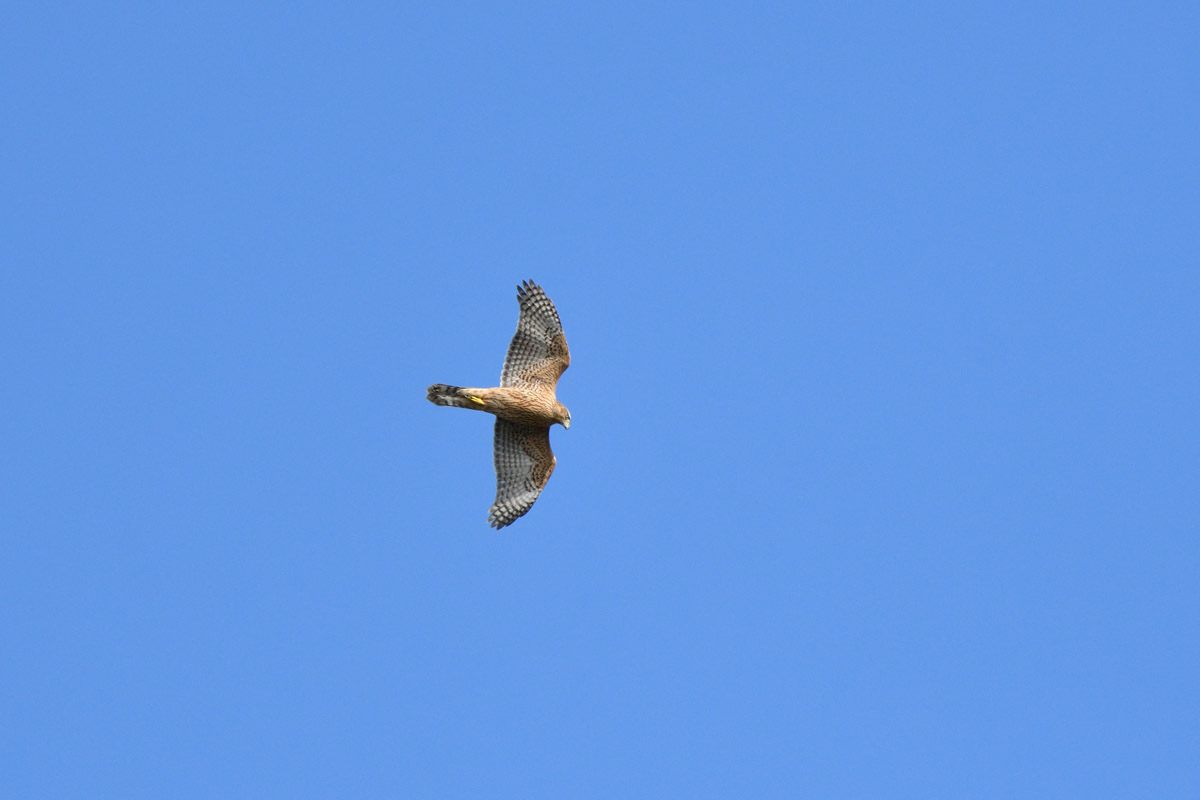 DSC_1101