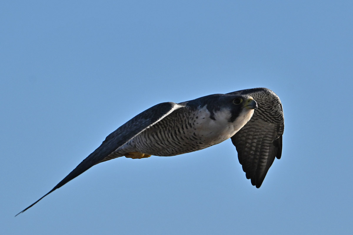 DSC_8126