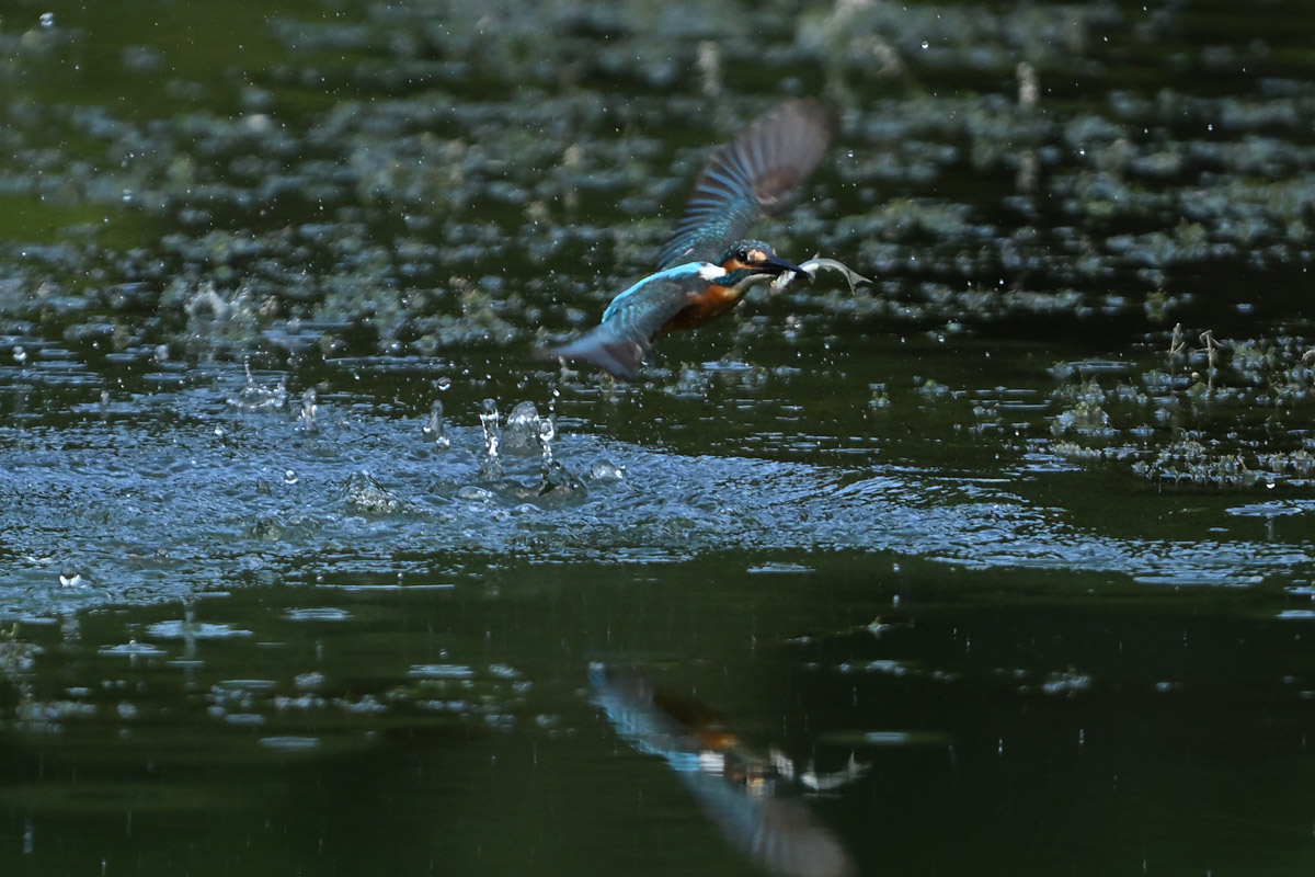 DSC_1739