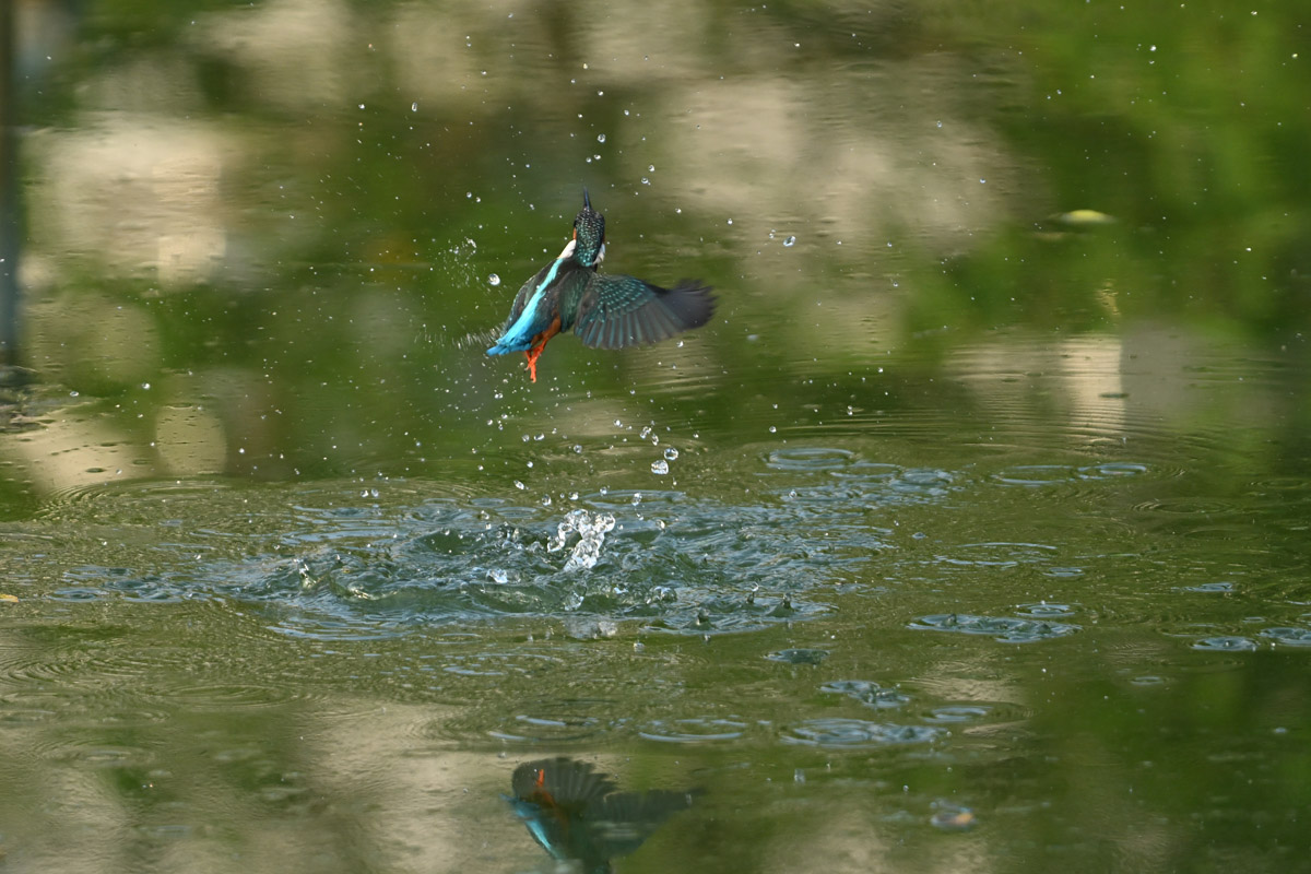 DSC_1329