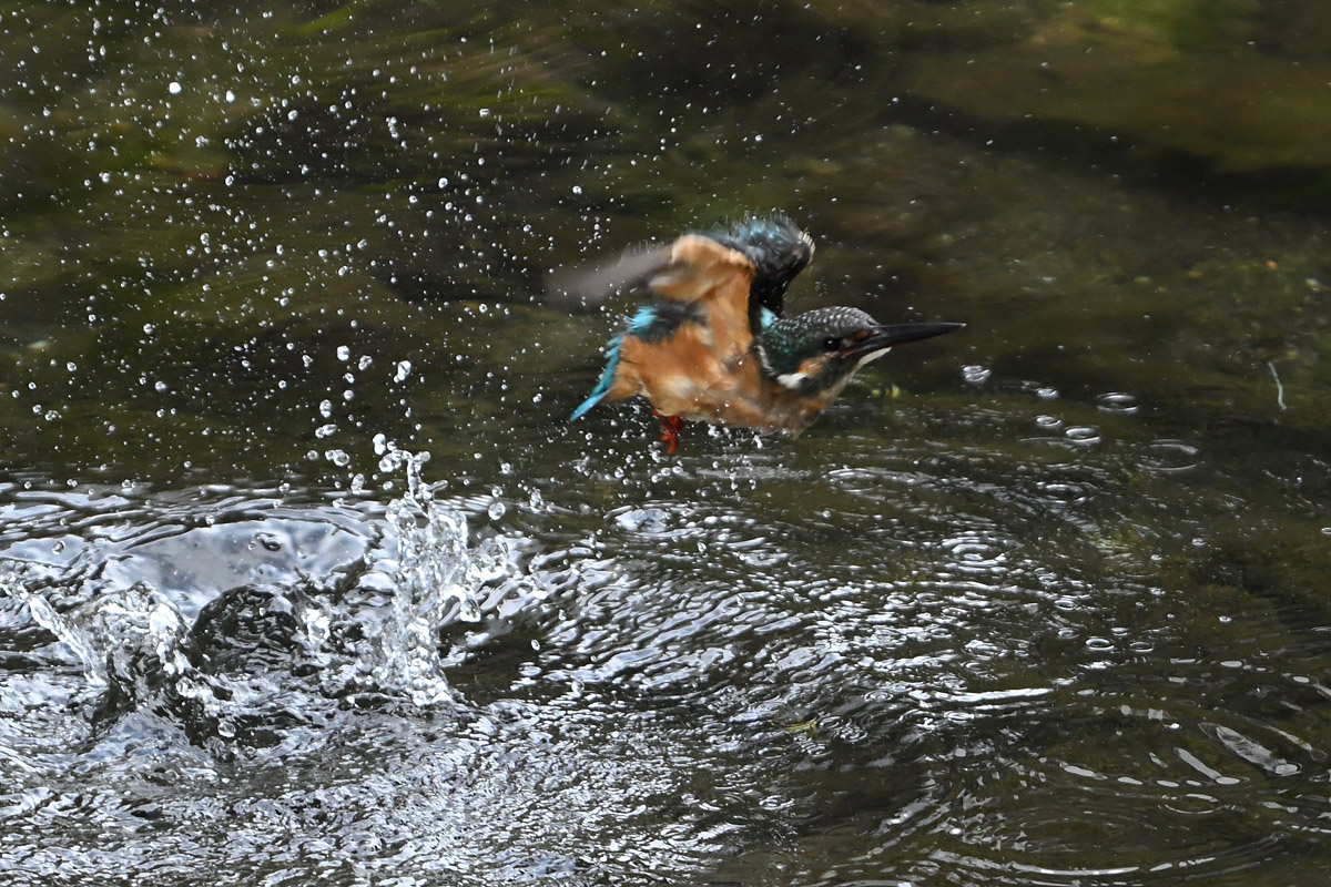 DSC_3394