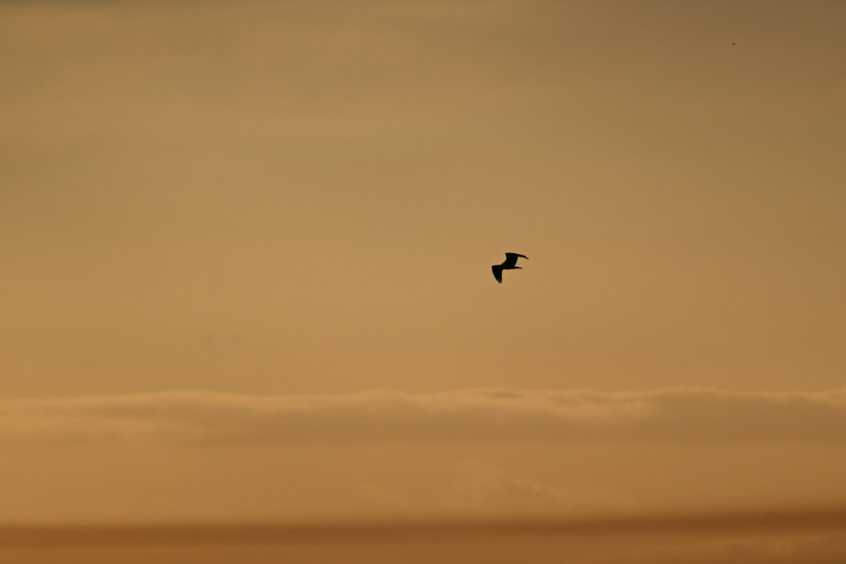 DSC_4204