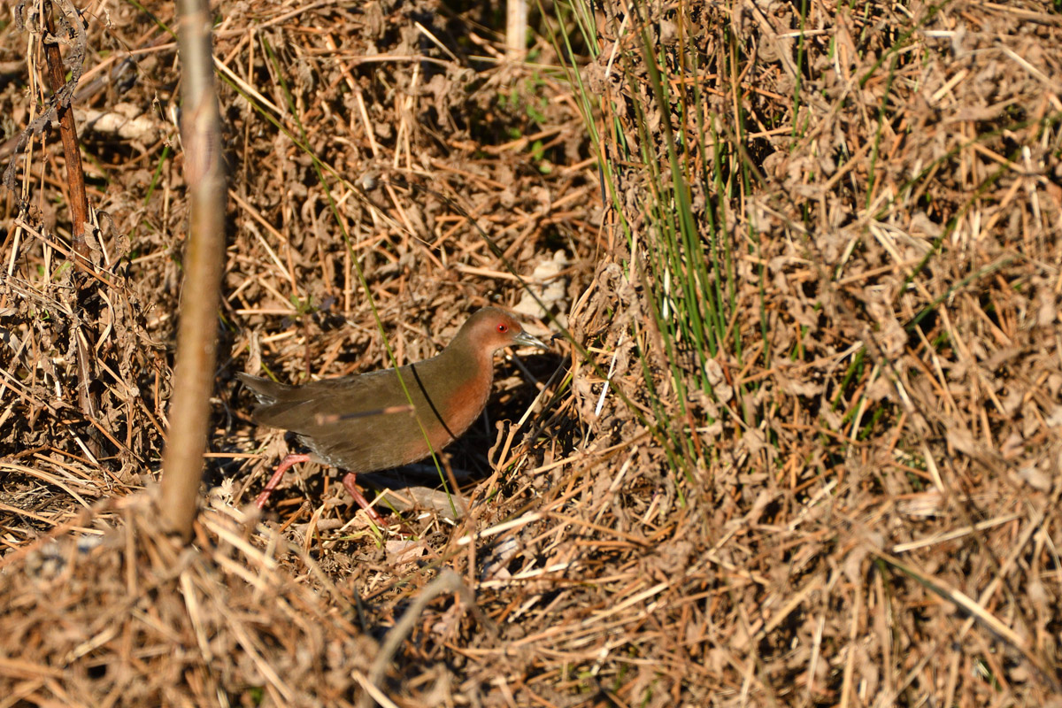 DSC_9097