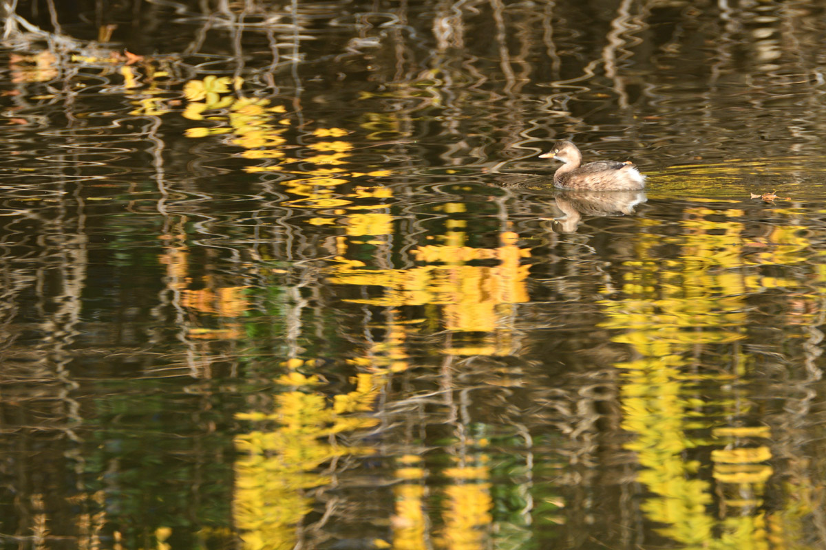 DSC_8480