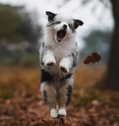 pexels-ruben-boekeloo-521336009-34705515