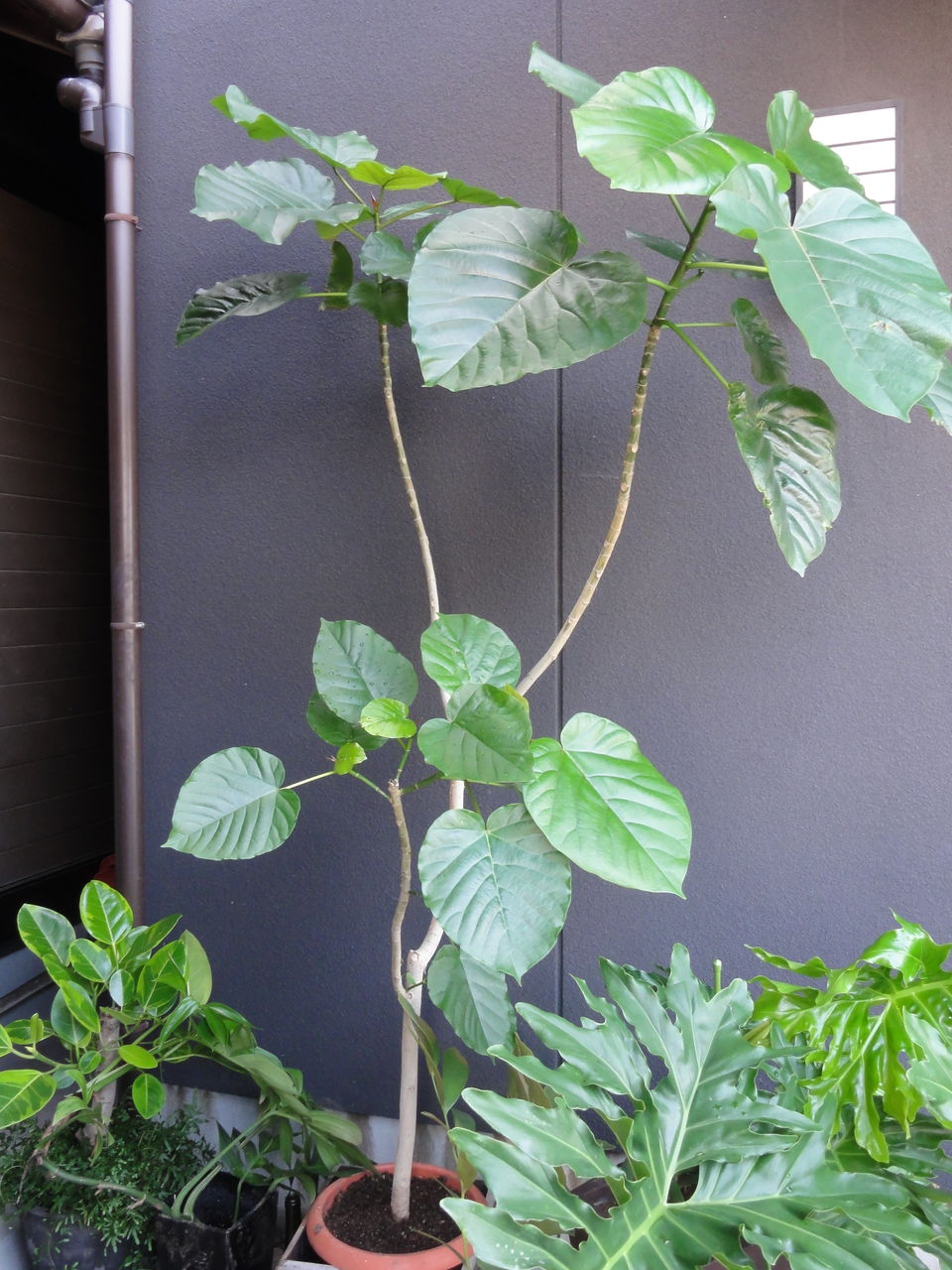 ワガヤの観葉植物 Sunqbabaブログ ワガヤの観葉植物 Sunqbabaブログ