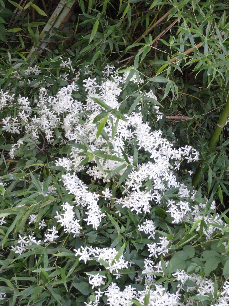 野に咲く白い花 Sunqbabaブログ