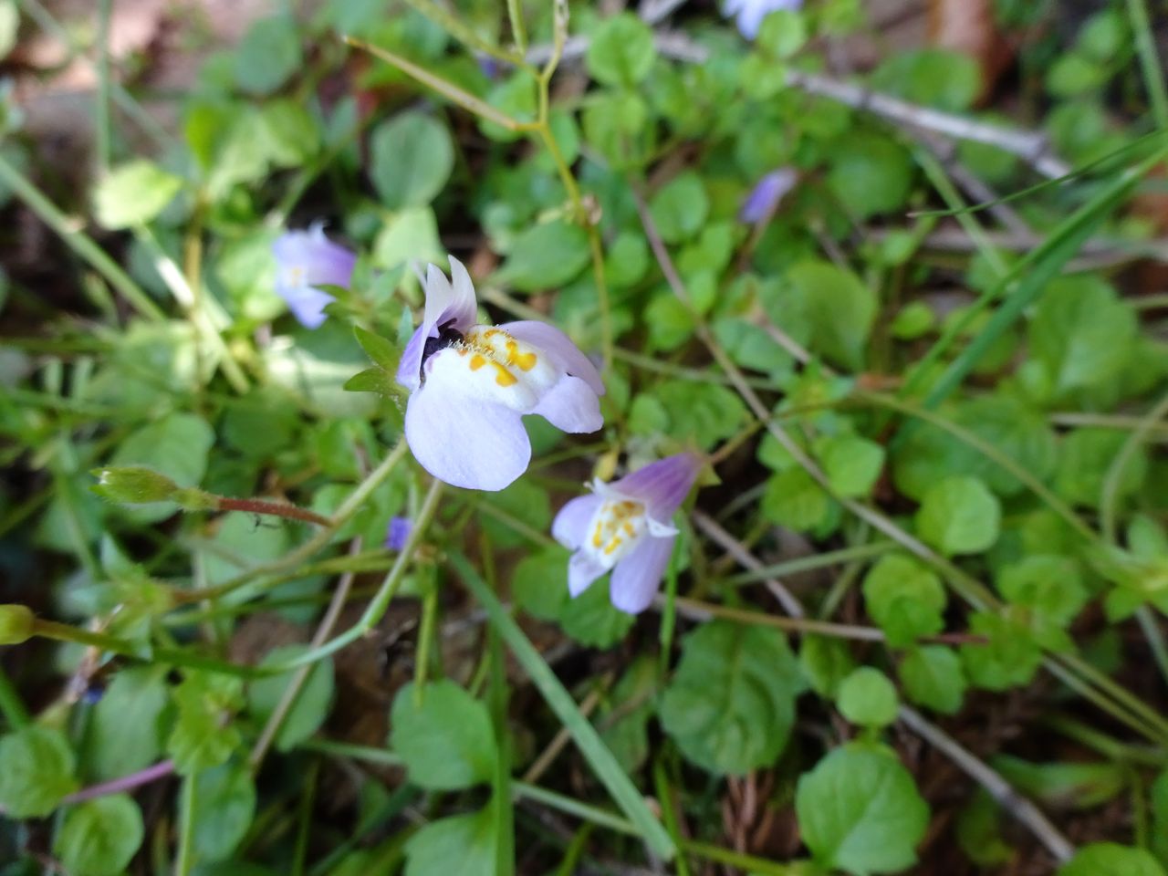 津志嶽の植物 Sunqbabaブログ 津志嶽の植物 Sunqbabaブログ