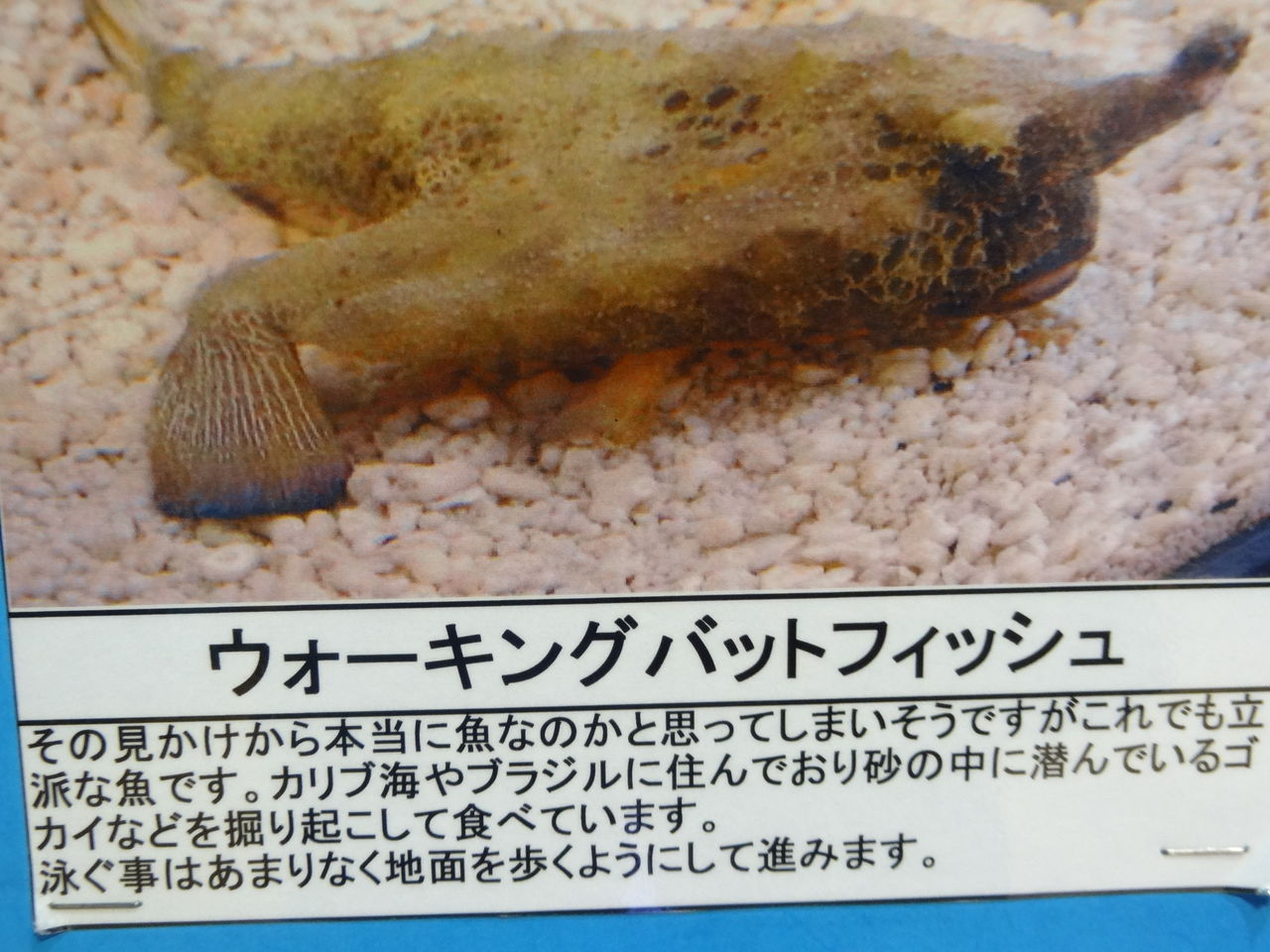 ウォーキング フィッシュ Sunqbabaブログ