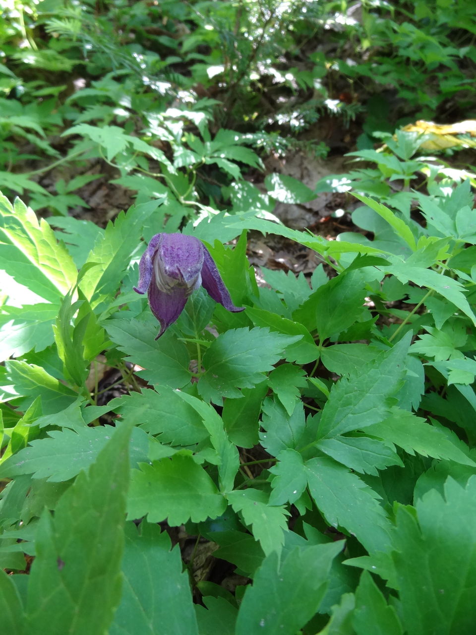 羅臼岳 夏高山植物 Sunqbabaブログ 羅臼岳 夏高山植物 Sunqbabaブログ