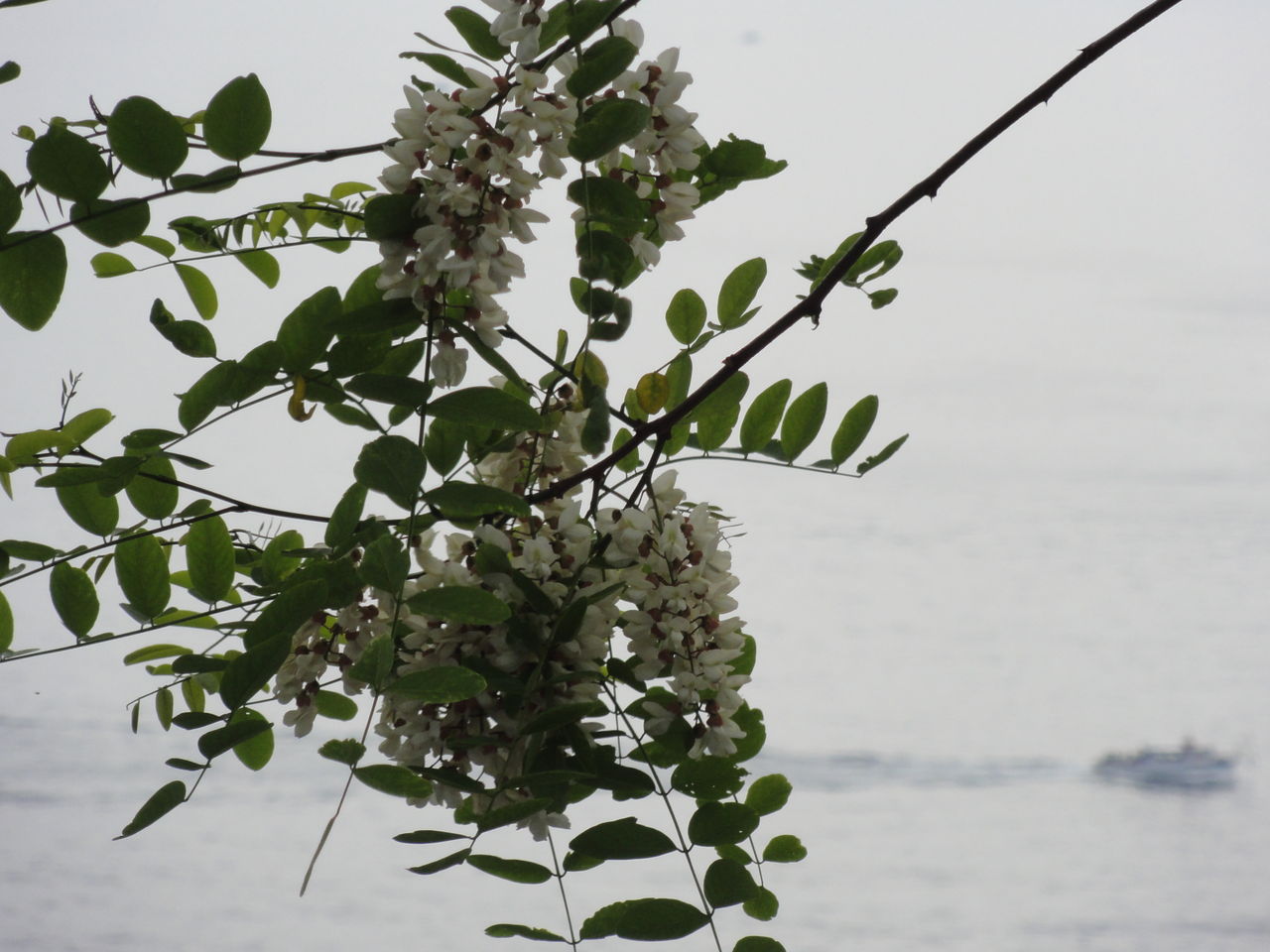 イタリアの植物 Sunqbabaブログ