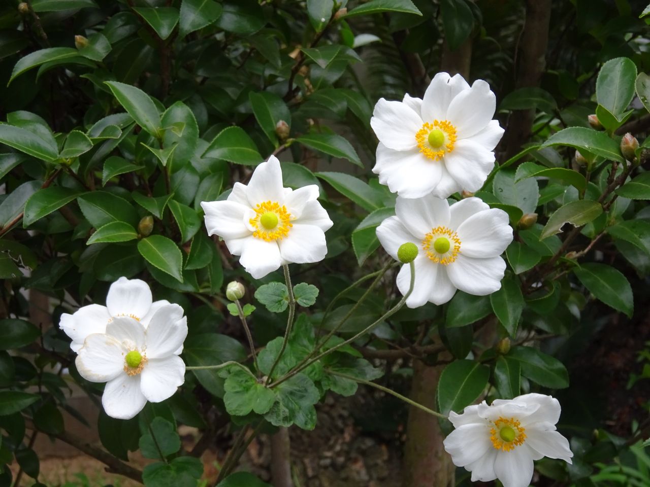 秋に咲く白い花 Sunqbabaブログ