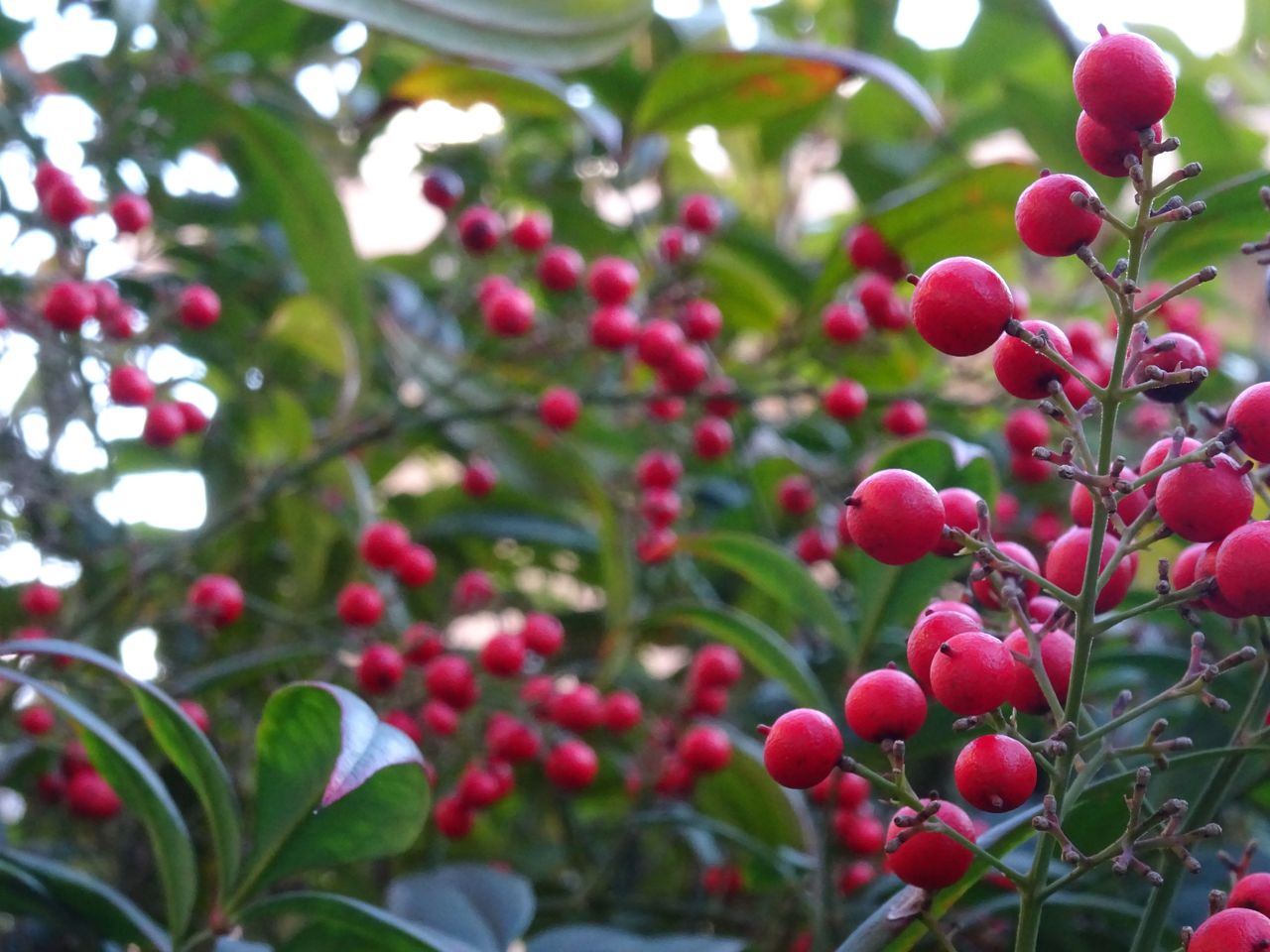 南天の実がつく Sunqbabaブログ