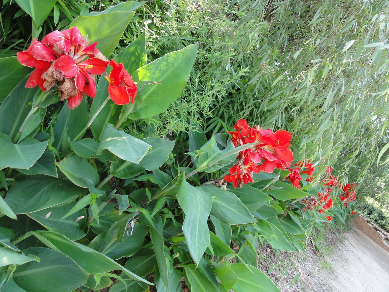 夏の赤い花 カンナ Sunqbabaブログ