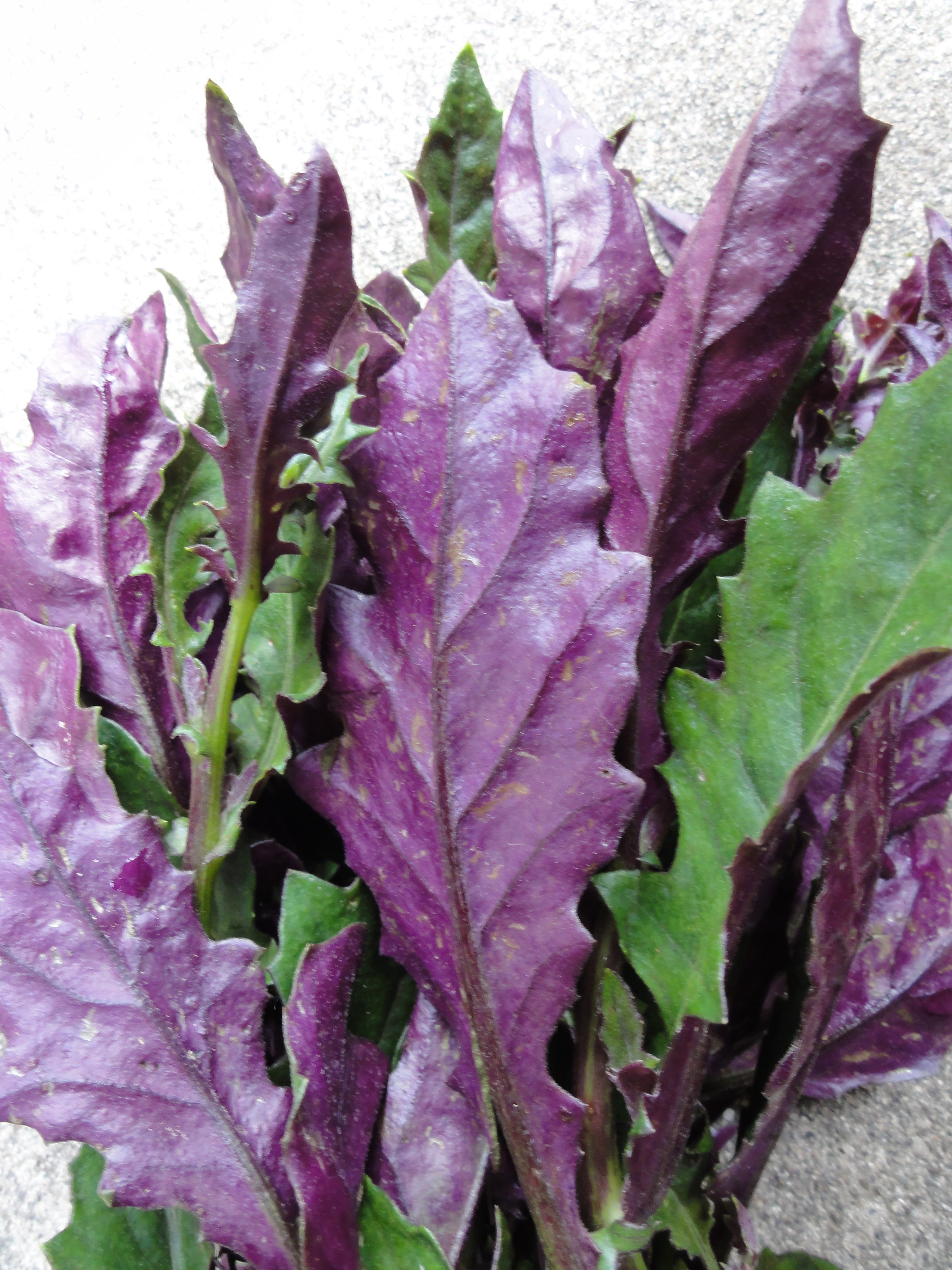 綺麗な色野菜 金時草 Sunqbabaブログ
