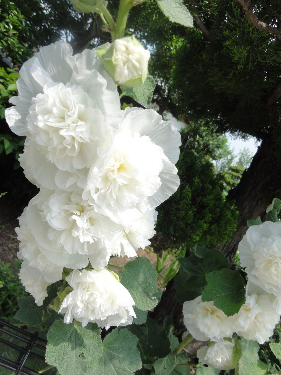 アルテアロゼアの花 Sunqbabaブログ アルテアロゼアの花 Sunqbabaブログ