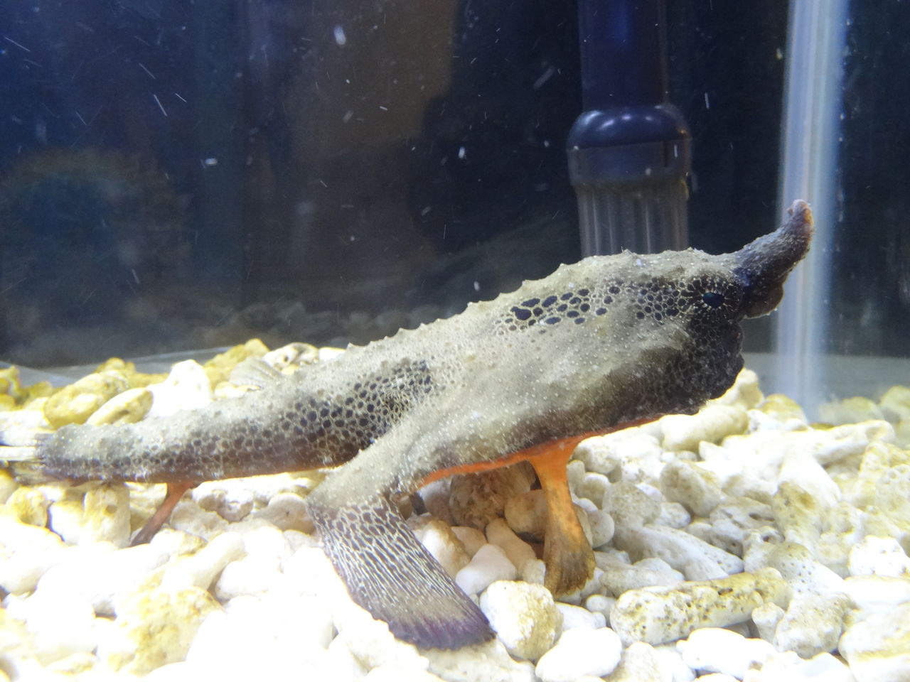 ウォーキング フィッシュ Sunqbabaブログ