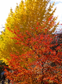 DSC00987