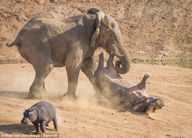 ゾウ 草食です 重くて遅いです 攻撃力ゼロです 気性温厚です こいつがサバンナで天下取った理由 なんjsunri