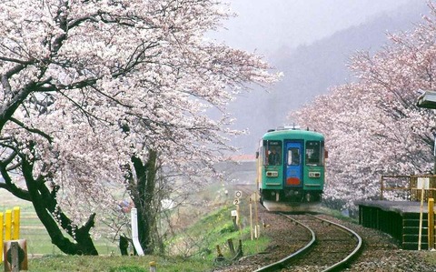 s-春、霞と桜(2)