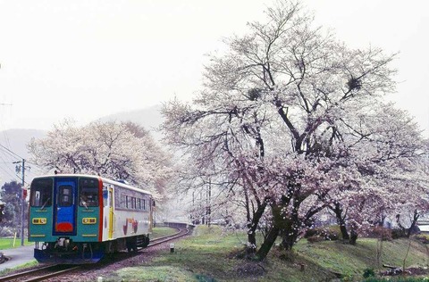 s-春、谷汲口、桜(2)