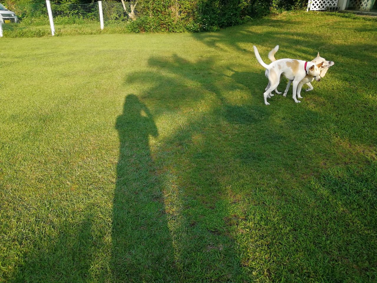沖縄県恩納村の 犬走る茶屋 で犬が走りました ペットホテルもおすすめ 沖縄でスローに犬と暮らすログ 沖縄県恩納村の 犬走る茶屋 で犬が走りました ペットホテルもおすすめ 沖縄でスローに犬と暮らすログ