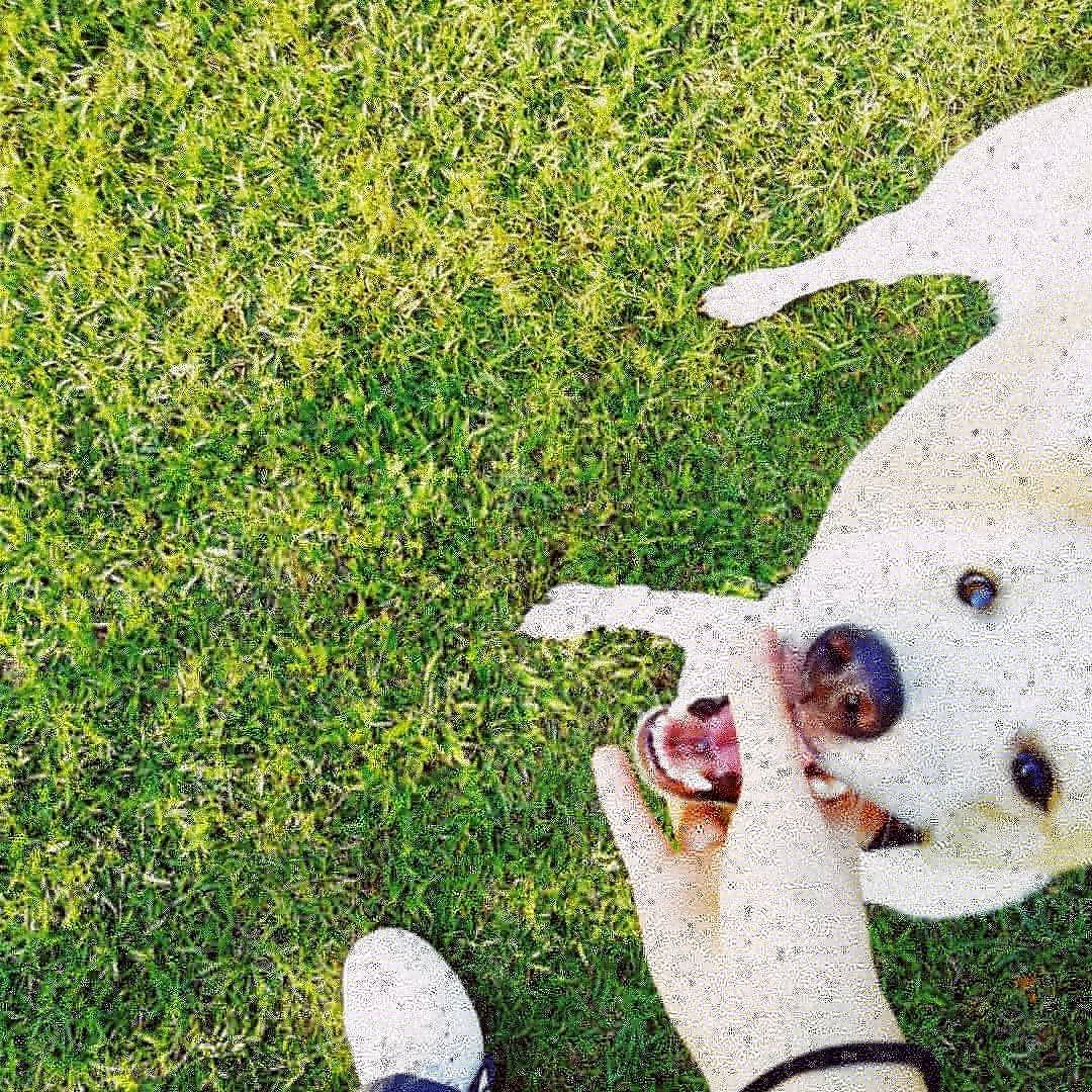 沖縄県恩納村の 犬走る茶屋 で犬が走りました ペットホテルもおすすめ 沖縄でスローに犬と暮らすログ 沖縄県恩納村の 犬走る茶屋 で犬が走りました ペットホテルもおすすめ 沖縄でスローに犬と暮らすログ