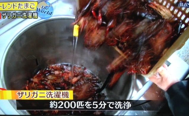 中国人が10年かけ ザリガニ洗濯機 を開発 200匹を5分で洗浄し値段は43万円 世界中で使って欲しい ゆうやけちゃんねる