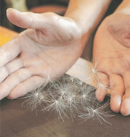 幸せ呼ぶ 伝説の白い綿毛現る サンシャイン サウンド 管理人 ふぃんち