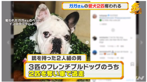拳銃男がレディー ガガさんの愛犬2匹奪う サンシャイン サウンド 管理人 ふぃんち 拳銃男がレディー ガガさんの愛犬2匹奪う サンシャイン サウンド 管理人 ふぃんち