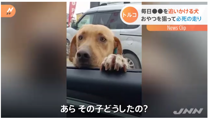 トルコでパトカーを見分けて追いかける犬が話題 サンシャイン サウンド 管理人 ふぃんち トルコでパトカーを見分けて追いかける犬が話題 サンシャイン サウンド 管理人 ふぃんち