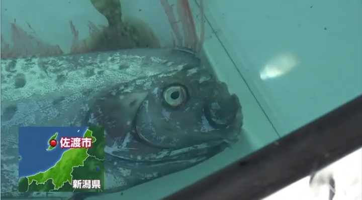 人魚伝説 のモデル出現 佐渡にリュウグウノツカイ サンシャイン サウンド 管理人 ふぃんち 人魚伝説 のモデル出現 佐渡にリュウグウノツカイ サンシャイン サウンド 管理人 ふぃんち