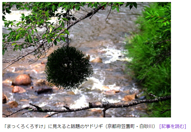 リアル まっくろくろすけ 出現 正体は絶滅危惧種の植物 ヤドリギ サンシャイン サウンド 管理人 ふぃんち