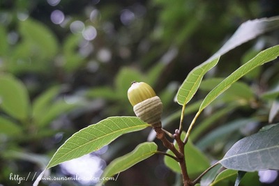 20171010 シラカシ実_1blog