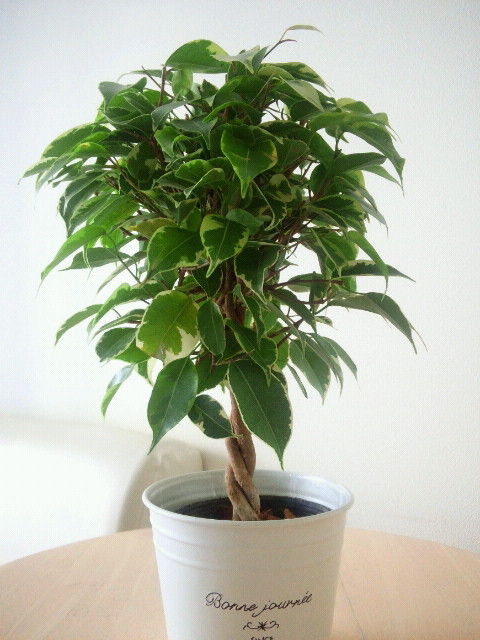 2013120512420000.jpg