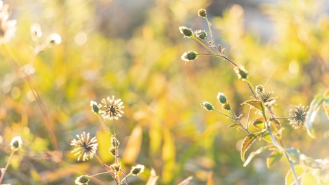 fef3691020c0f7b526e2152645cbcd70_s