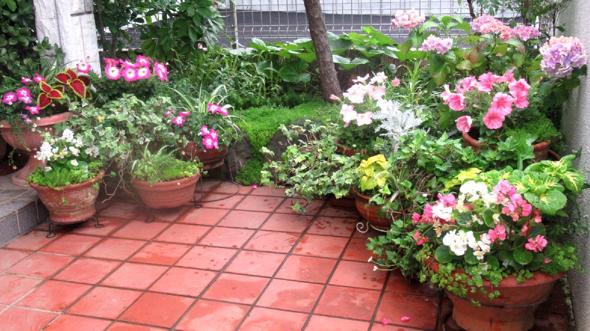玄関の鉢植えの花 クリーン グリーン 玄関の鉢植えの花 クリーン グリーン