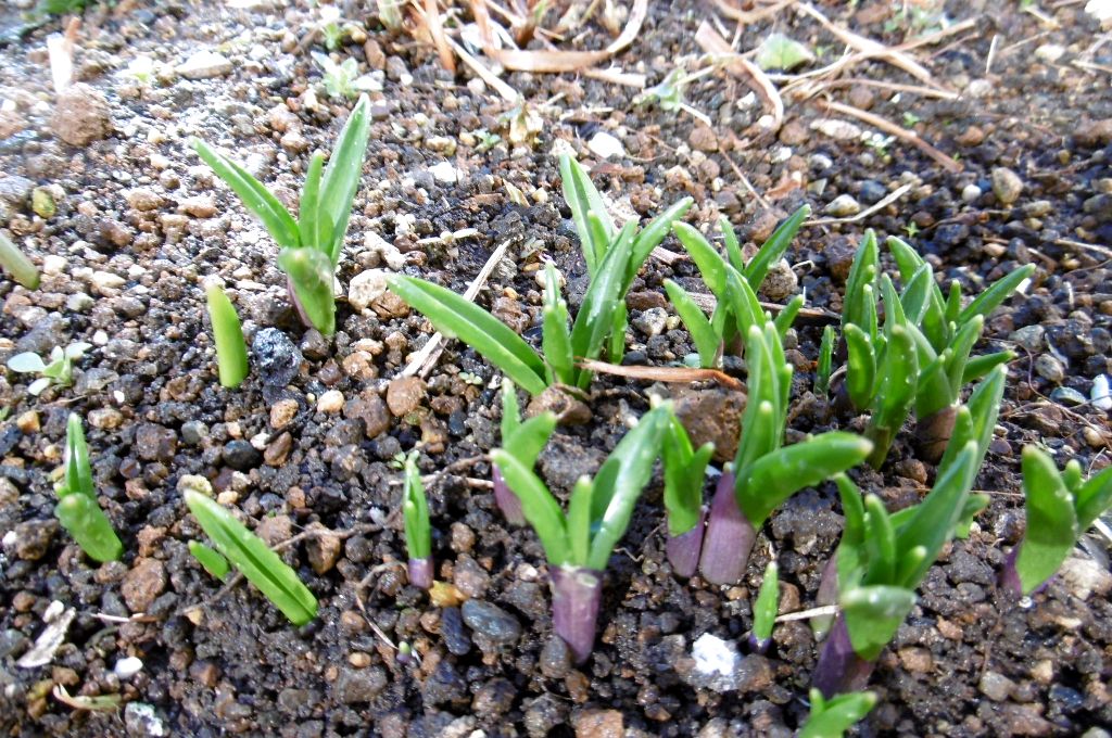 芽吹いてきました クリーン グリーン