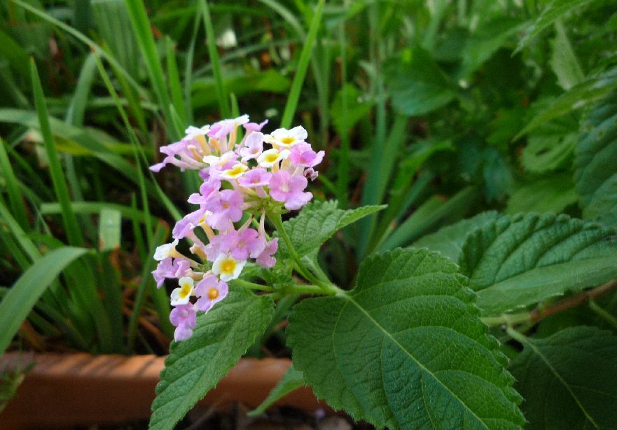 西洋桜草の植え替え クリーン グリーン