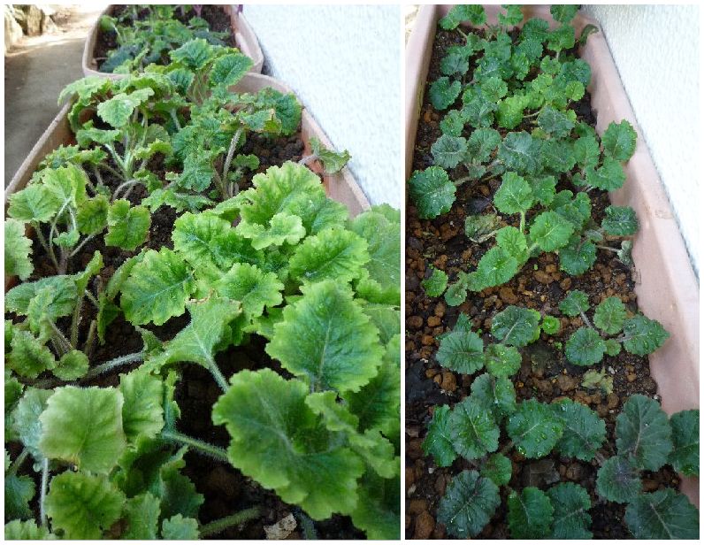 西洋桜草の植え替え クリーン グリーン