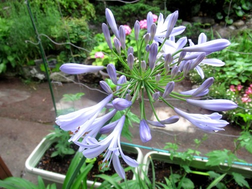 クリーン グリーン