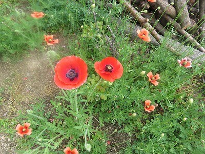 IMG_2106 (1)