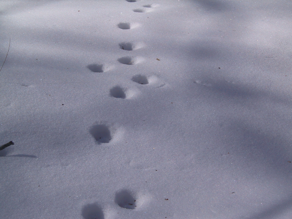 続 雪の上の足跡 リズムのかけら